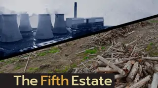 Why wood from British Columbia forests is burning to fuel U.K. energy needs 