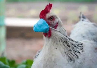 'Vogelgriep toont noodzaak einde vee-industrie'